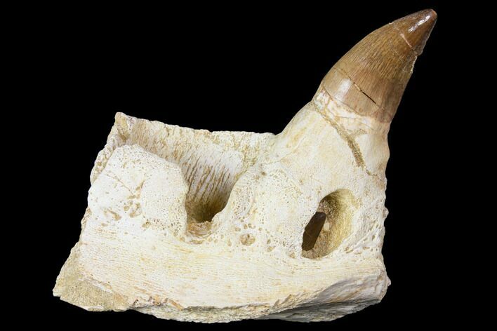 Mosasaur Prognathodon Jaw Section With Unerupted Tooth 150160 For Sale 